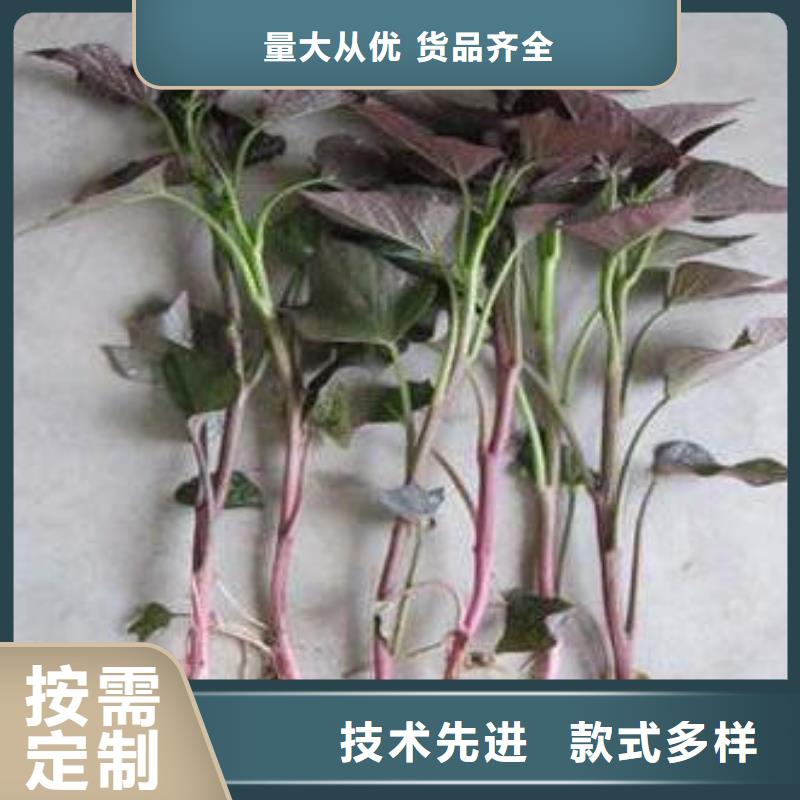 紫薯苗子多少钱一棵