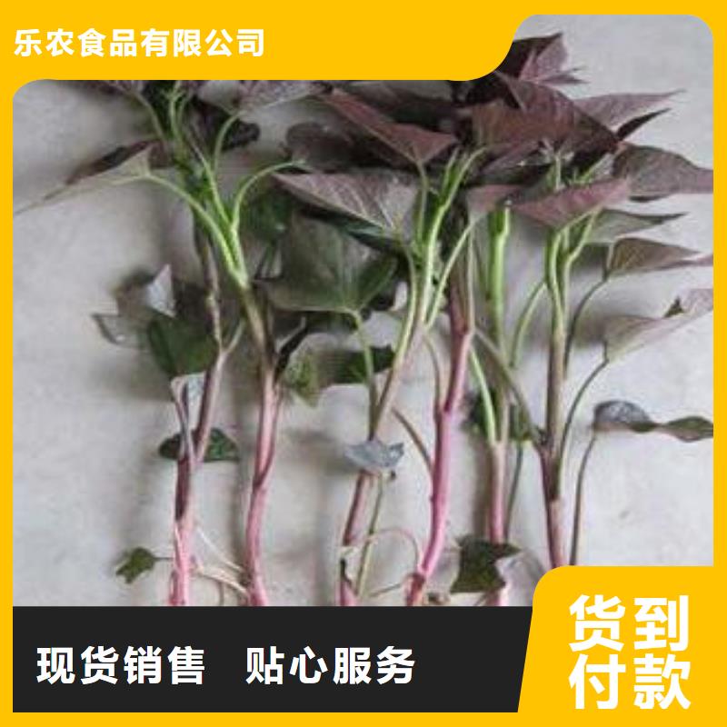紫甘薯苗怎么培育