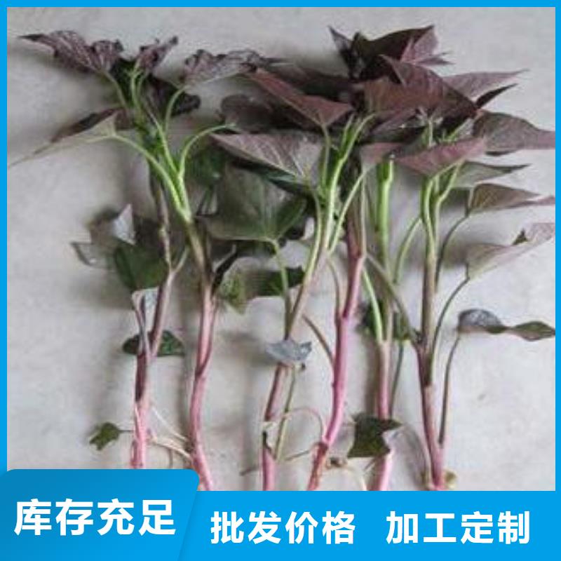 紫薯苗子批发