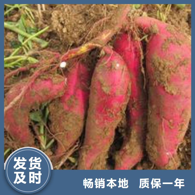 紫地瓜苗子多少钱一棵