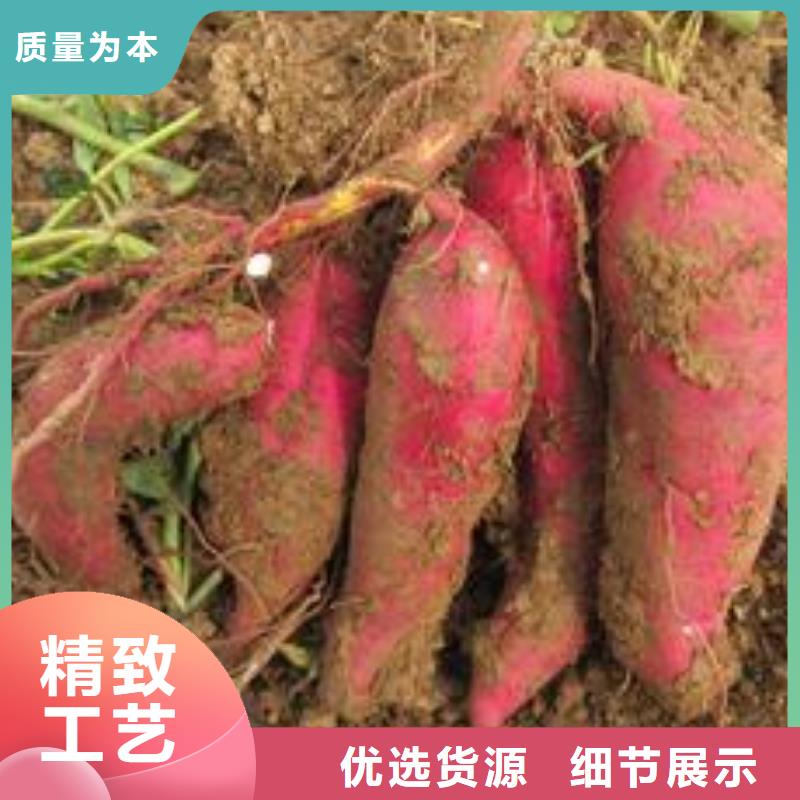 紫薯苗子批发
