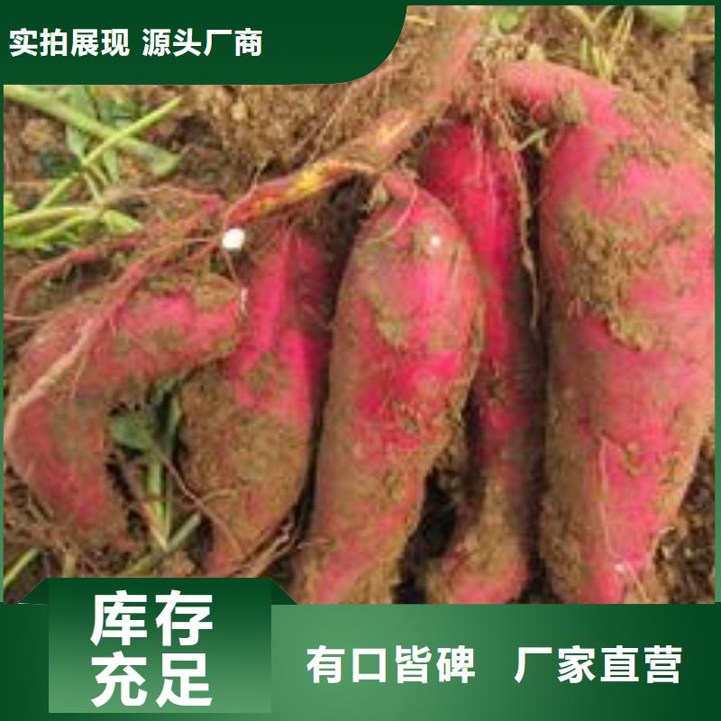 紫地瓜苗子种植方法