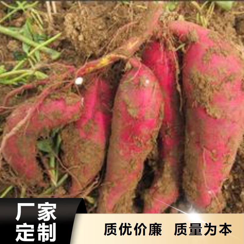 紫薯苗,紫薯粉厂家当日价格