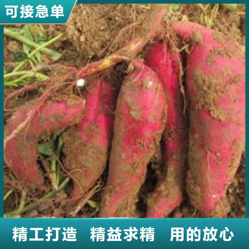 紫甘薯苗种植基地