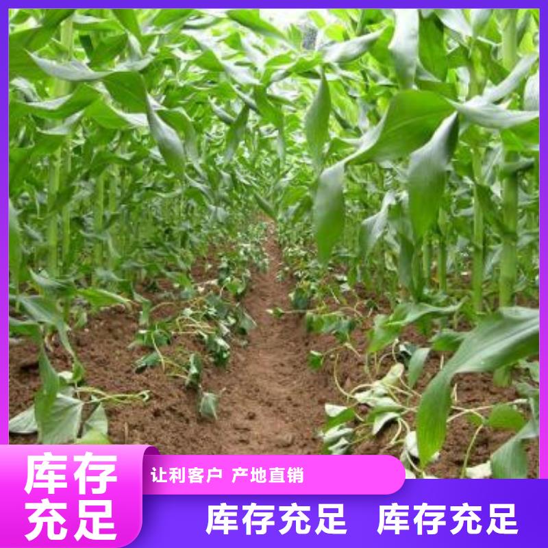 紫地瓜苗种植厂家