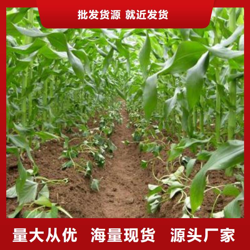 紫薯苗(绫紫)种植厂家