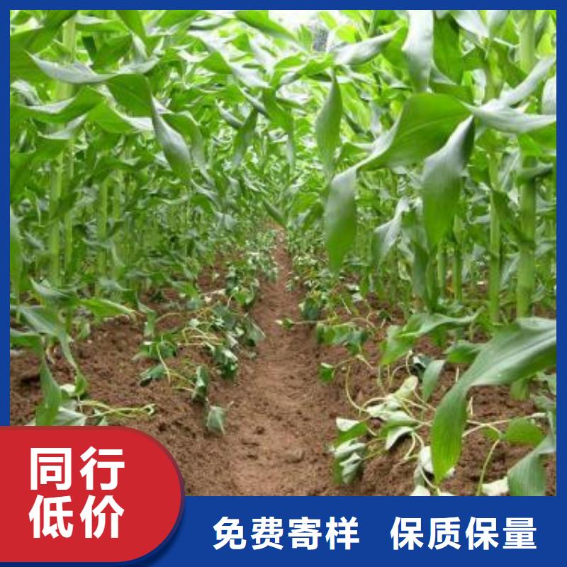紫薯苗子批发