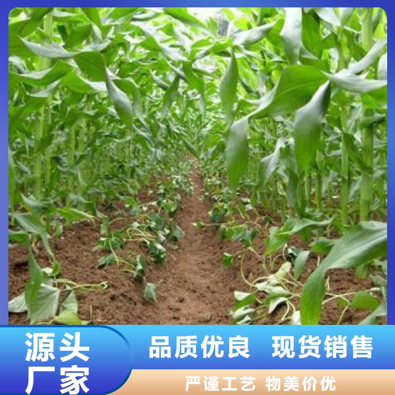 紫地瓜苗子供应