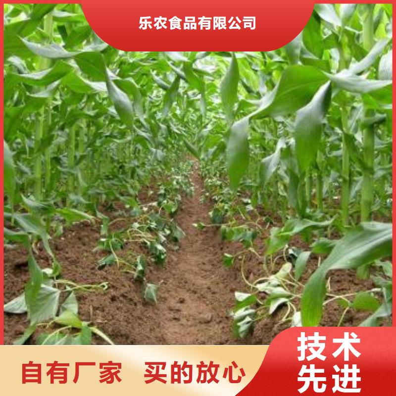 鲜食型紫薯苗厂家