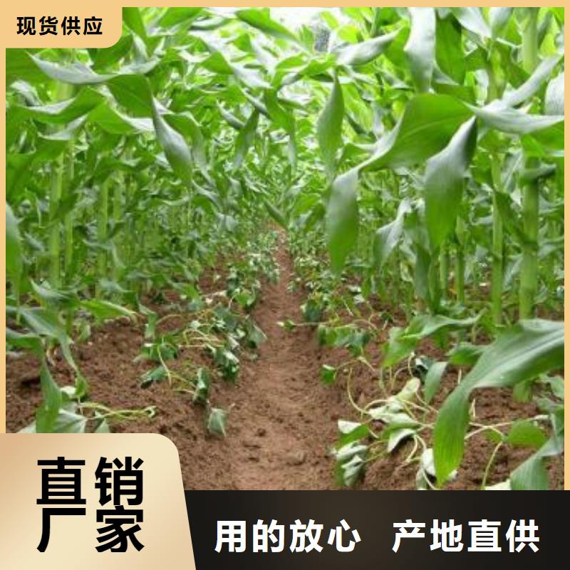 紫地瓜苗销售