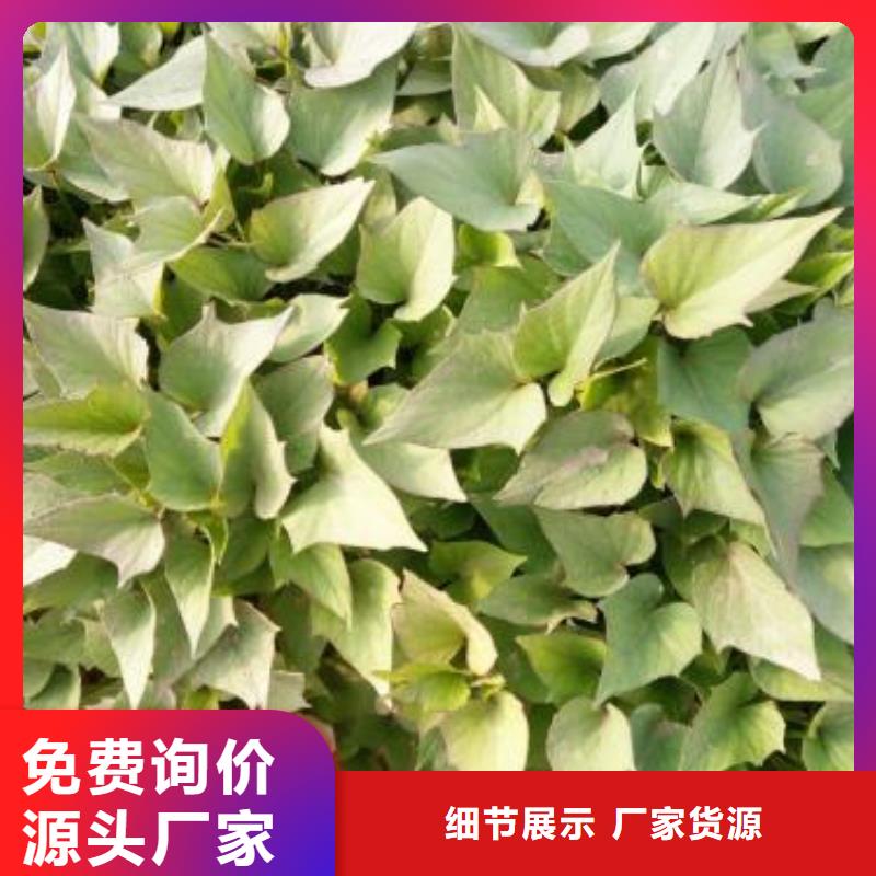红薯苗(西瓜红)多少钱一棵