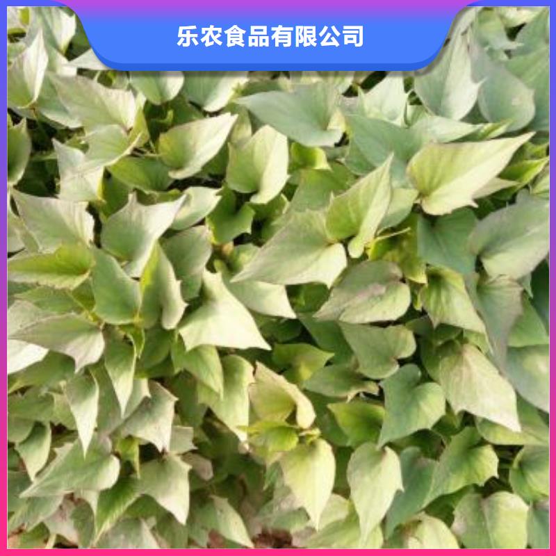 紫薯苗(济黑2号)源头厂家