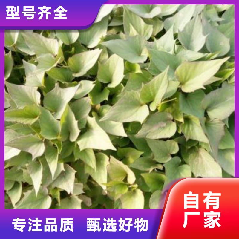 紫薯苗胡萝卜丁厂家生产安装