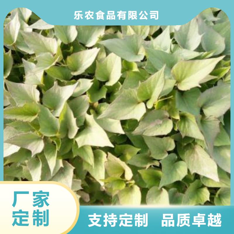 紫地瓜苗种植厂家
