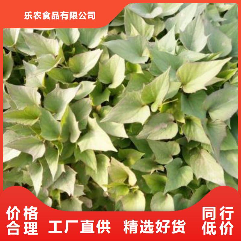 紫薯苗子批发