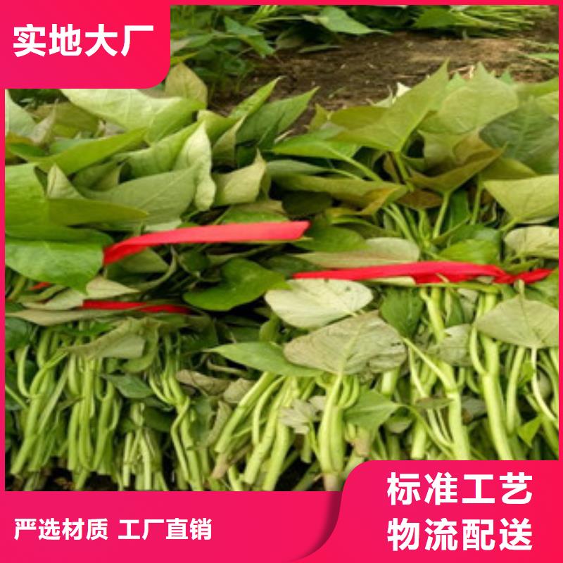 紫地瓜苗怎么培育