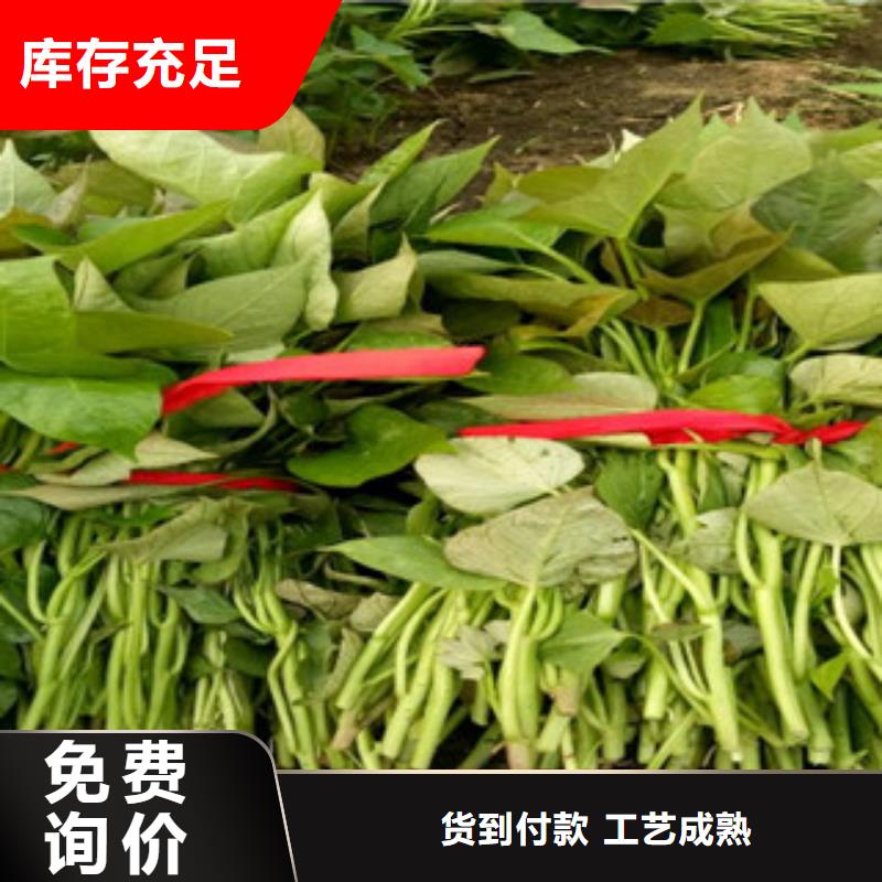 红薯苗(西瓜红)多少钱一棵