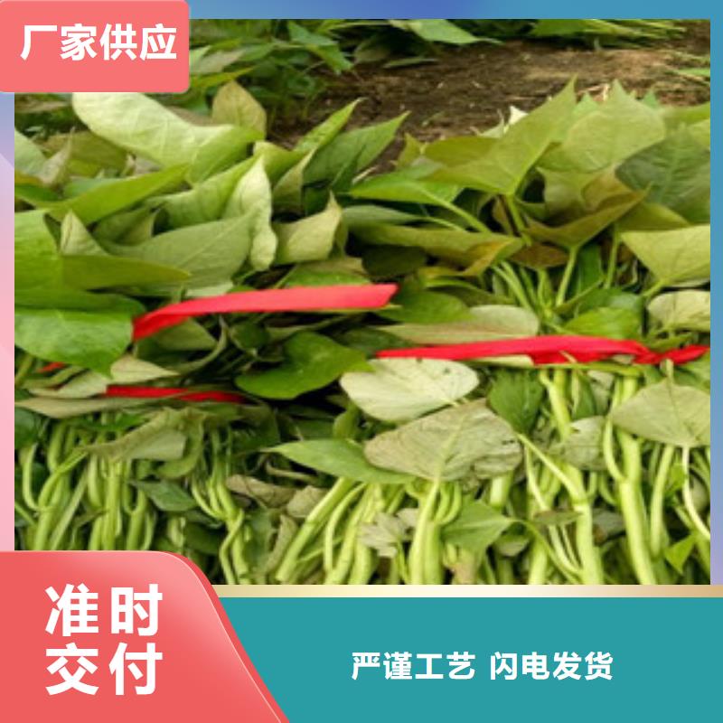 紫薯苗(济黑2号)源头厂家