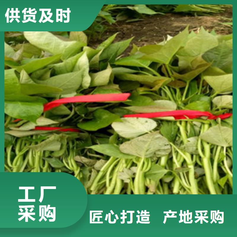紫地瓜苗子供应