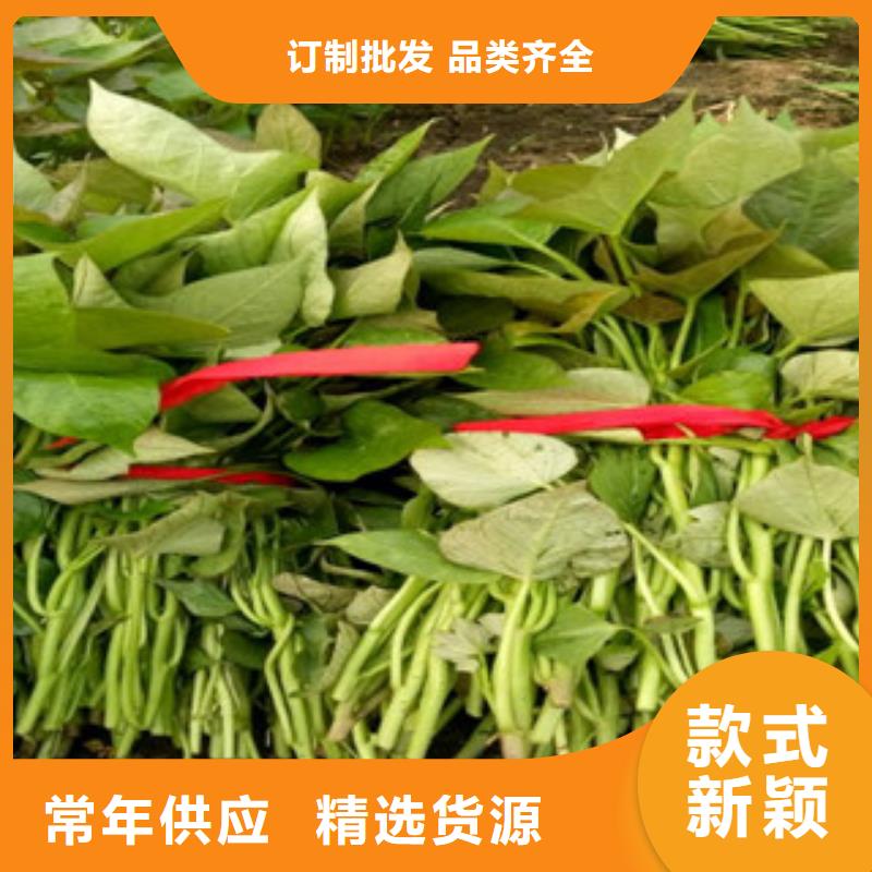 紫薯苗子批发
