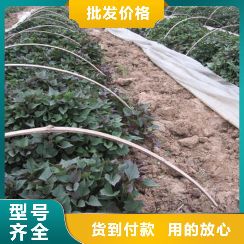 紫薯苗(济黑2号)源头厂家
