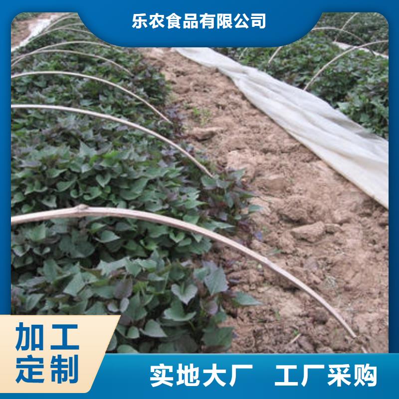红薯苗(西瓜红)市场报价