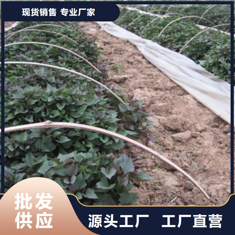 紫地瓜苗种植厂家
