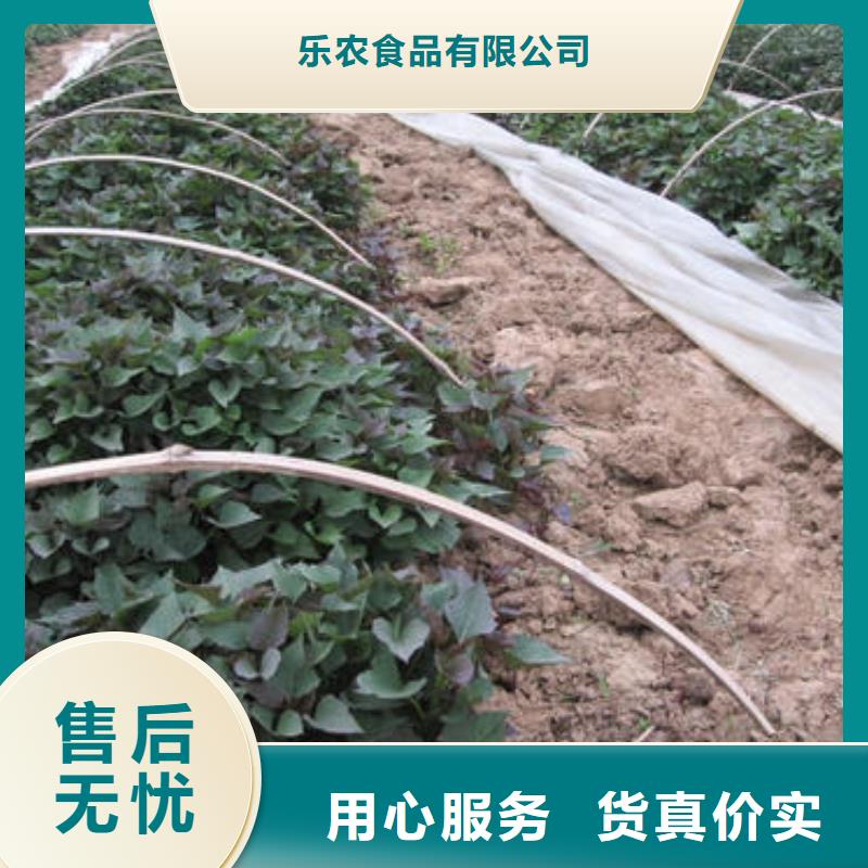 红薯苗(西瓜红)多少钱一棵