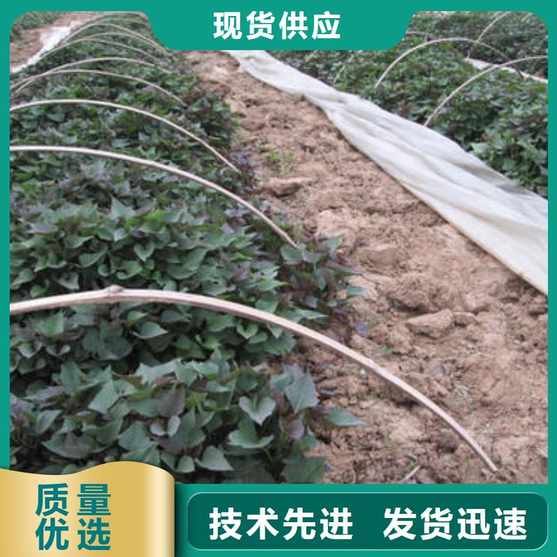 紫薯苗子批发