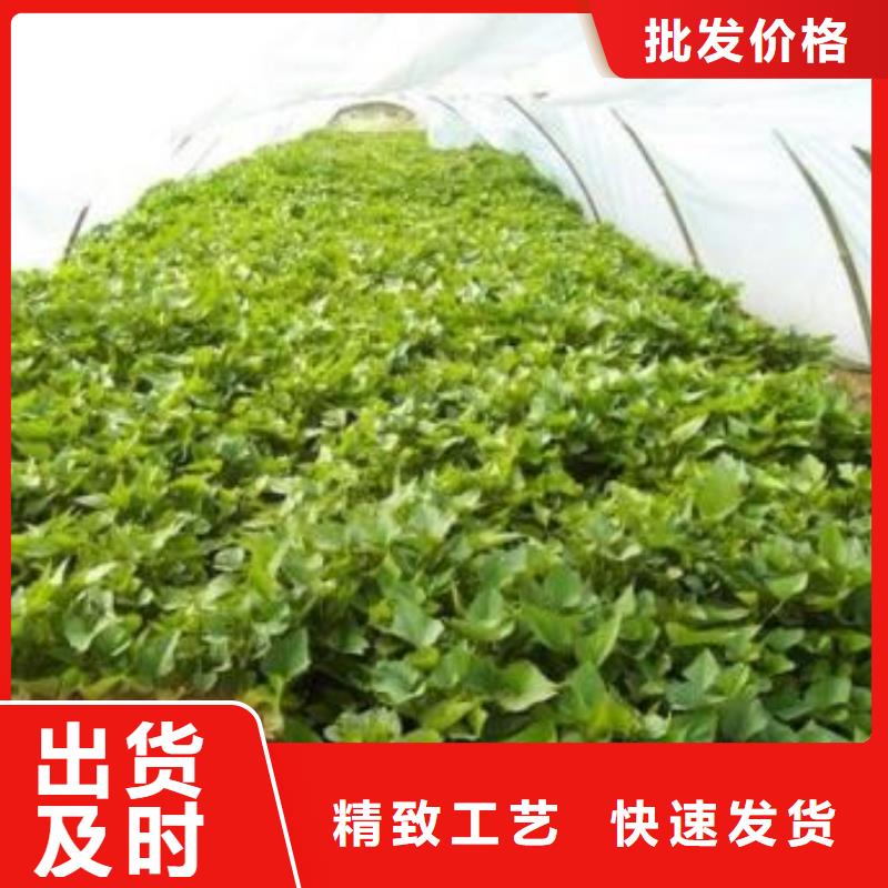 紫薯苗子批发