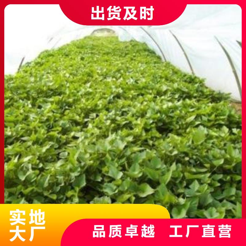 紫薯苗(济黑2号)源头厂家