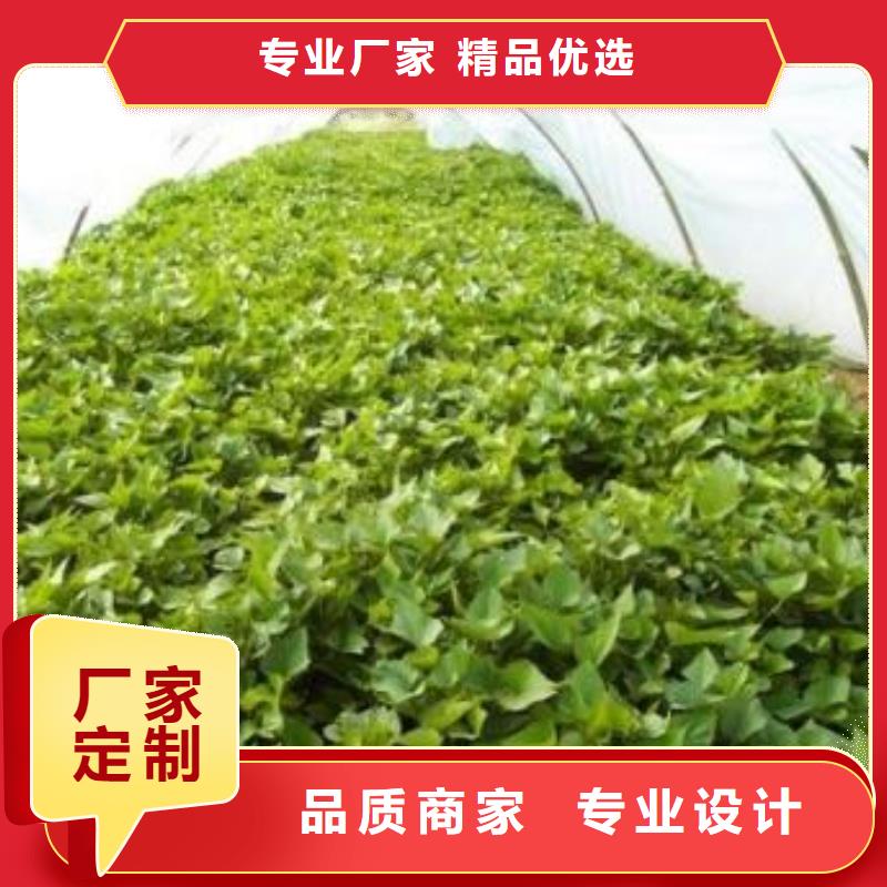 紫地瓜苗子多少钱一棵