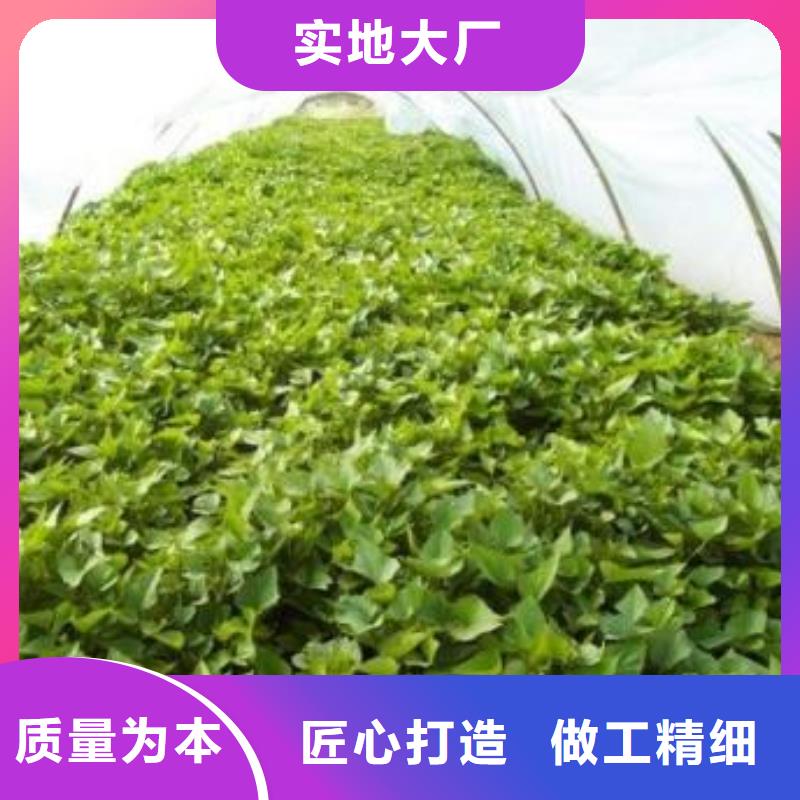 紫薯苗(济黑2号)多少钱一棵
