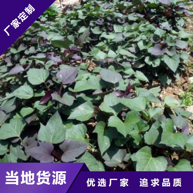 红薯苗(西瓜红)多少钱