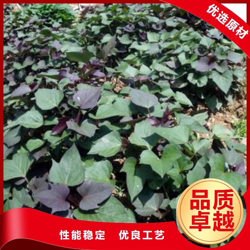 紫薯苗子批发