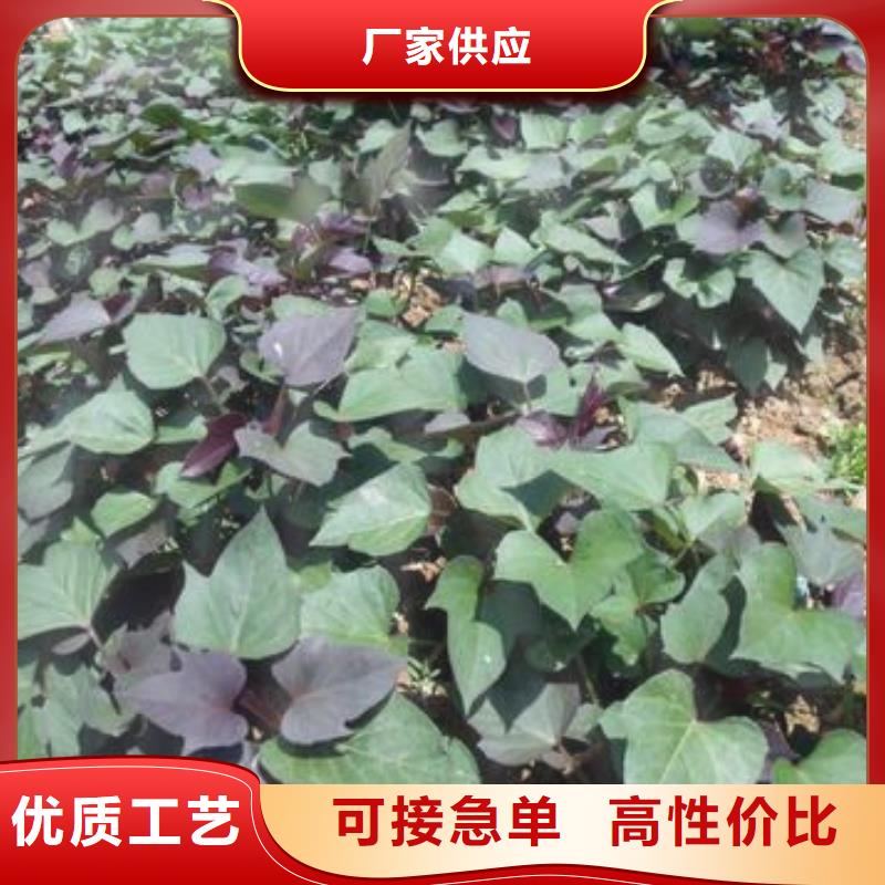 紫薯苗(济黑2号)源头厂家