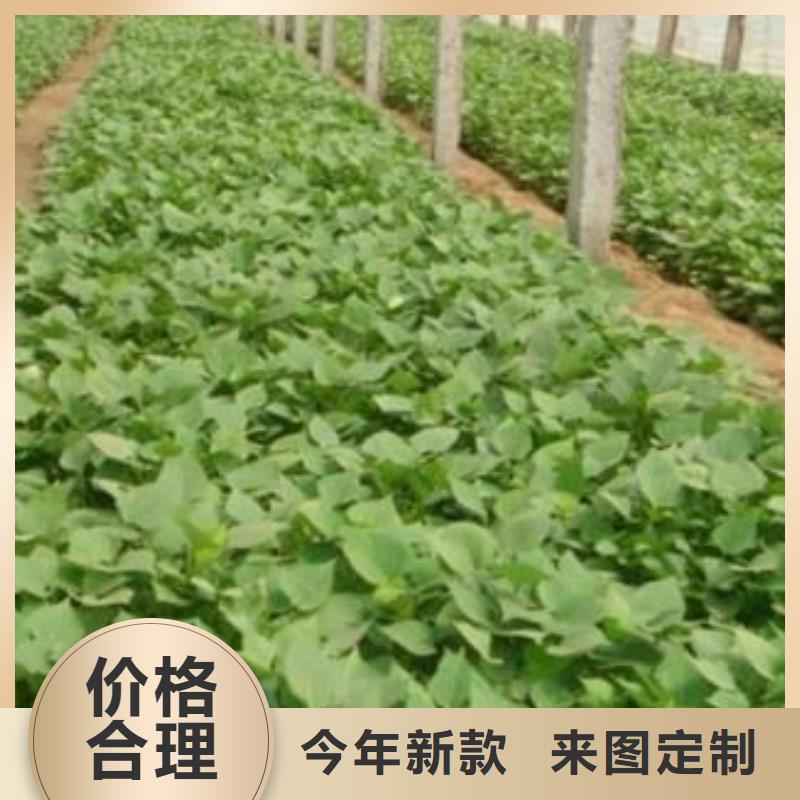 紫薯苗(济黑2号)源头厂家