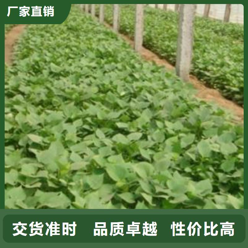 紫薯苗子批发