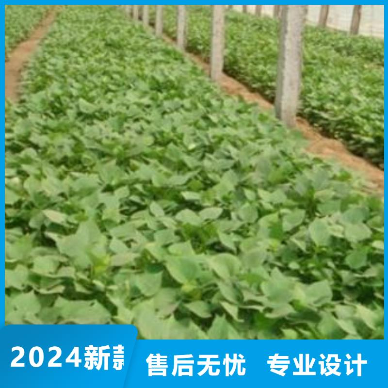 紫薯苗种植基地