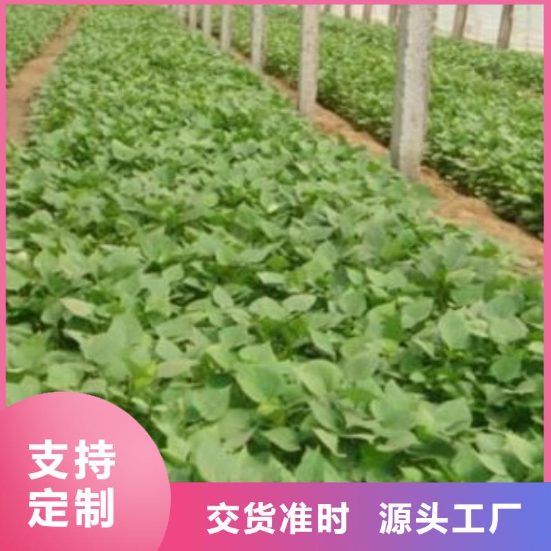 紫薯苗子电话