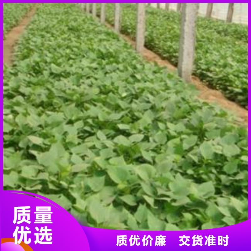 紫甘薯苗种植基地