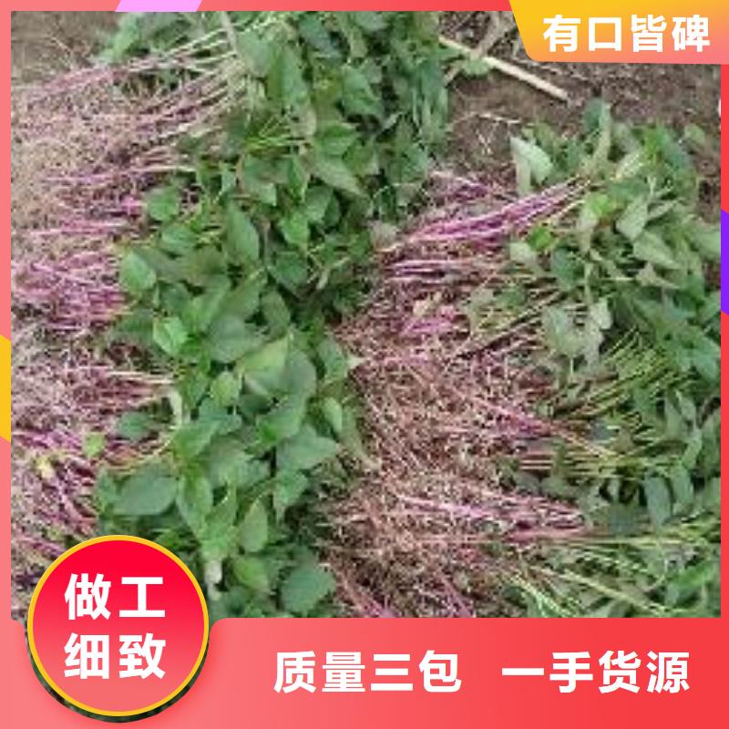 鲜食型紫薯苗图片