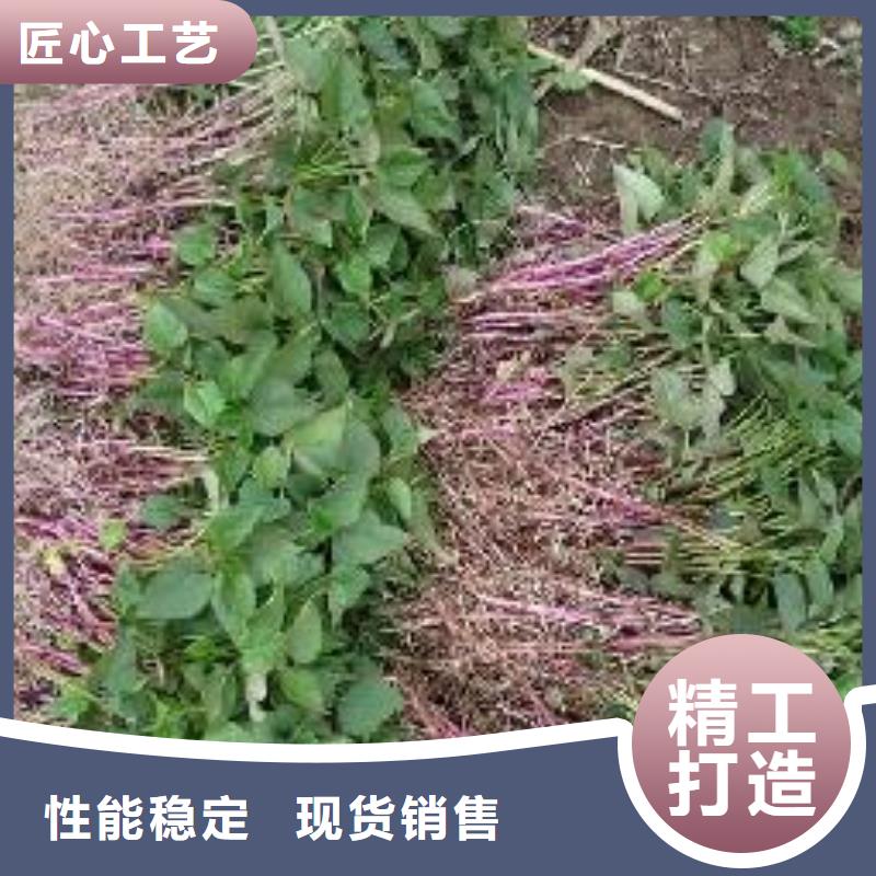 红薯苗(西瓜红)市场报价