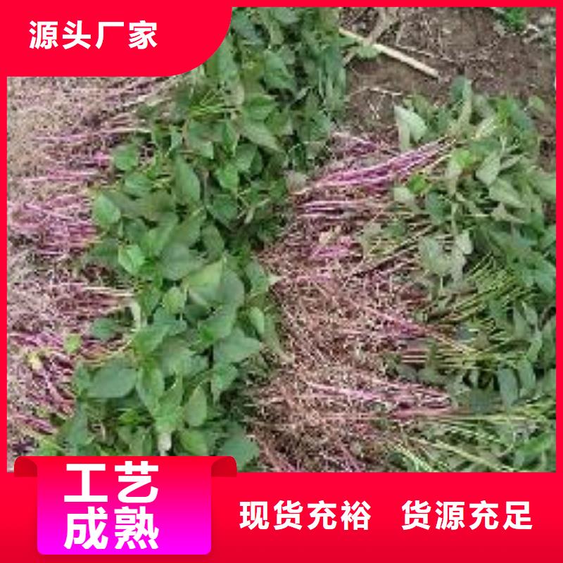 红薯苗(西瓜红)多少钱