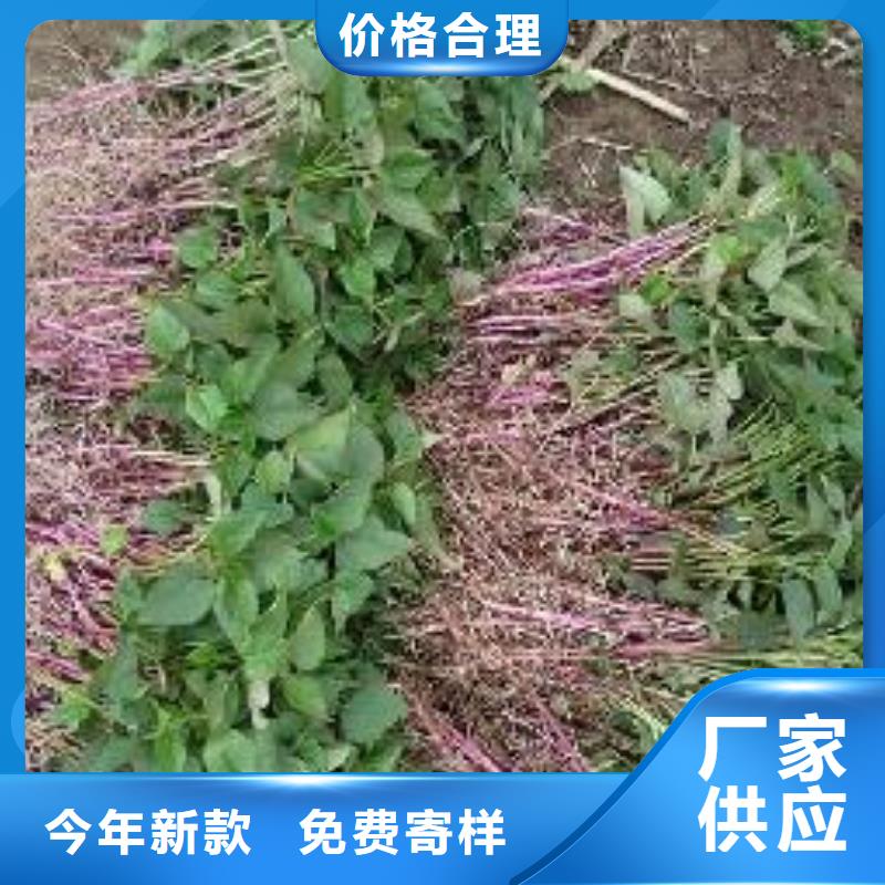 紫薯苗子批发
