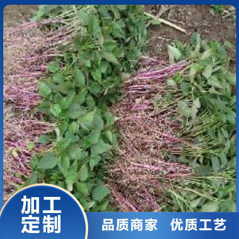 紫薯苗(济黑2号)源头厂家