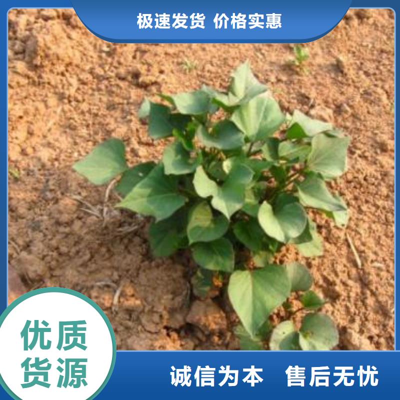 紫薯苗(济黑2号)源头厂家
