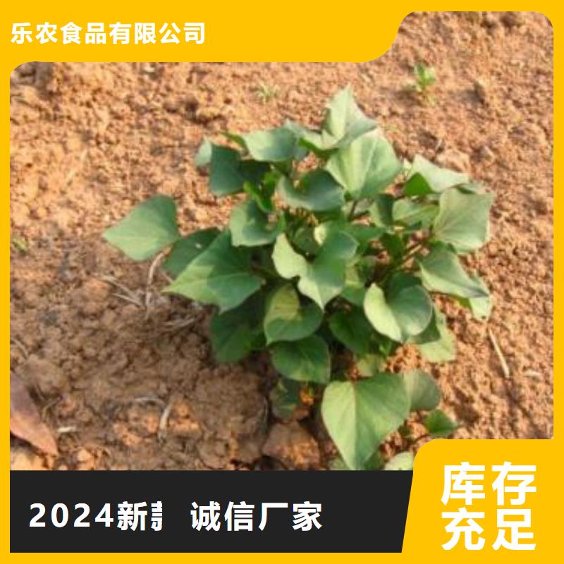 紫薯苗(济黑2号)多少钱一棵
