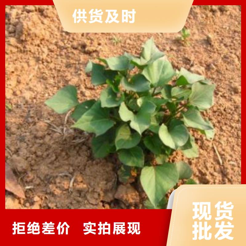 紫薯苗子批发
