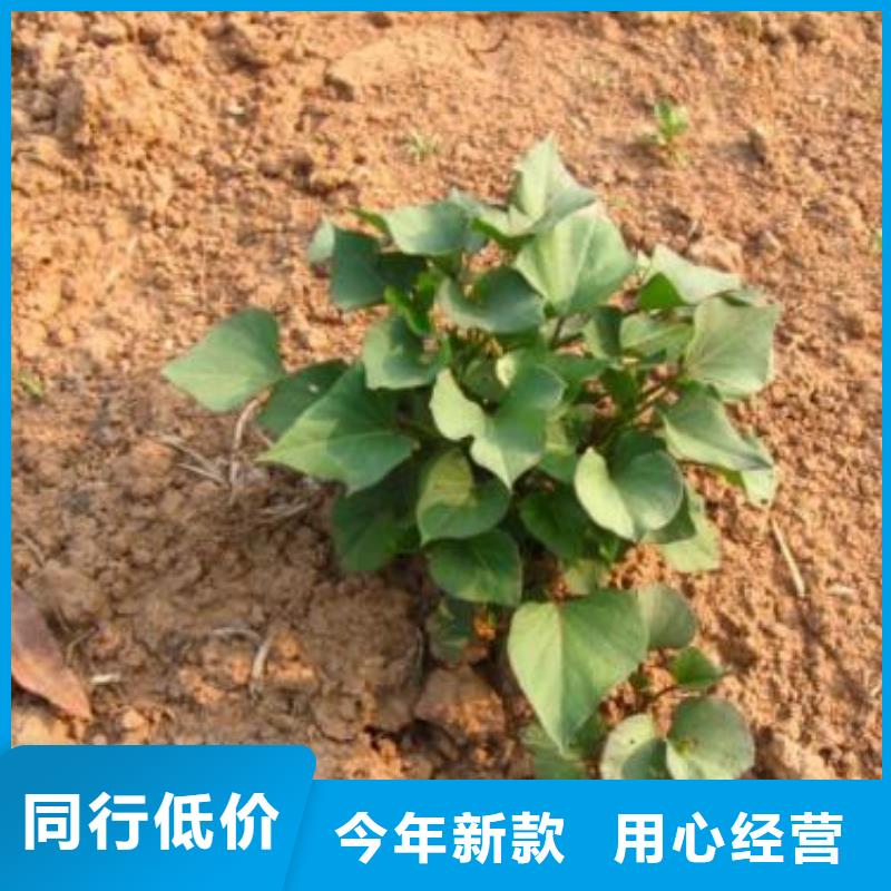 红薯苗(西瓜红)多少钱